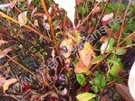 Aronia arbutifolia - Apfelbeere “Brillian“