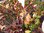 Aronia arbutifolia - Apfelbeere “Brillian“