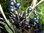 Ribes nigrum - Schwarze Johannisbeere “Süsse Auguste“