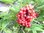 Sambucus racemosa - Roter Trauben-Holunder