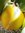 Cydonia oblonga – Riesen Birnen-Quitte “Vranja“