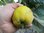 Cydonia oblonga – Apfel-Quitte von Lescovac