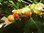 Solanum sisymbriifolium - Litschitomate
