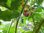 Solanum sisymbriifolium - Litschitomate