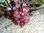 Ribes rubrum - Rosa Johannisbeere “Gloire de Sablons“