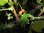 Ribes aureum - Goldjohannisbeere