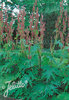 Rheum palmatum var. tanguticum - Kron Rhabarber "Da-Huang"