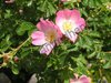 Rosa mollis - Die Weiche Rose