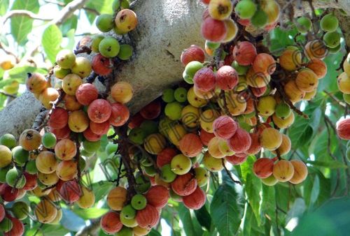 Ficus racemosa - Traubenfeige