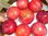 Prunus cistena - Zwerg-Blutpflaume