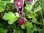 Ribes uva-crispa subsp. uva-crispa - Wildstachelbeere