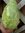Brassica ole. var. capitata f. alba - Russischer Spitzkohl