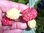 Rubus idaeus - Himbeere “Polana“