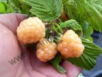 Rubus idaeus - Himbeere “Poranna Rosa“ ®