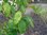 Pyrus communis - Kaiserbirne mit dem Eichenblatt
