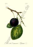 Prunus domestica L. - Damaszenerpflaume
