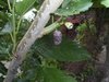 Morus nigra x alba - Lilafarbene Maulbeere “Sugar Cube“