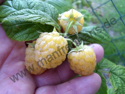 Rubus idaeus - Herbsthimbeere “Autumn Amber“ (S)