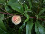 Prunus persica - DDR-Pfirsich