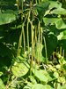 Phaseolus vulgaris L. - Trasimener Böhnchen