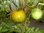Solanum lycopersicum - Tomate "Green Zebra"