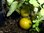 Solanum lycopersicum - Tomate "Green Zebra"