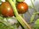 Solanum lycopersicum - Tomate "Black Zebra"