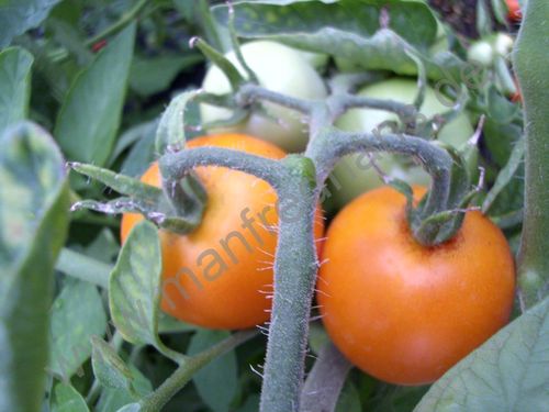 Solanum lycopersicum - Tomate "Orange Favorit"