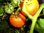 Solanum lycopersicum - Tomate "Orange Favorit"