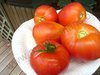 Solanum lycopersicum - Tomate "Orange Russian"