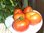 Solanum lycopersicum - Tomate "Orange Russian"