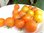 Solanum lycopersicum - Gelbe Tomate "Pendolino"