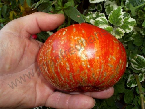 Solanum lycopersicum - Tomate "Feuerwerk"