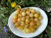 Solanum lycopersicum - Tomate "Weisse Mirabelle"