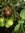 Solanum lycopersicum - Tomate "Black Opal"