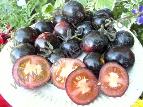 Solanum lycopersicum - Tomate "Schlumpf"