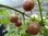 Solanum lycopersicum var. Cerasiforme - Schwarze Cherrytomate