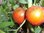 Solanum lycopersicum - Tomate "Black Seaman"