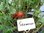 Solanum lycopersicum - Tomate "Black Seaman"
