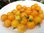 Solanum lycopersicum - Tomate "Tom Yellow"