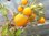 Solanum lycopersicum - Tomate "Blondköpfchen"
