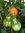 Solanum lycopersicum - Tomate "Sibirische Birne"