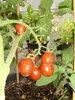 Solanum lycopersicum - Tomate "Black Zebra Cherry"
