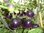 Solanum lycopersicum - "Tomate "Teufel"