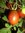 Solanum lycopersicum - Tomate "Schwarze Pflaume"