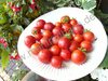 Solanum lycopersicum - Rosinentomate