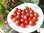 Solanum lycopersicum - Rosinentomate