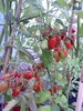 Solanum lycopersicum - Tomate "Taubenherz"