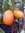Solanum lycopersicum - Gelbe Tomate "De Berao"