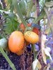 Solanum lycopersicum - Gelbe Tomate "De Berao"